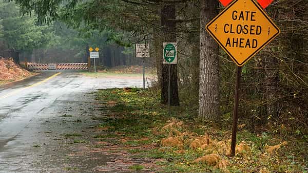 A wet forest road with a yellow diamond warning sign and striped barricades closing the lane ahead